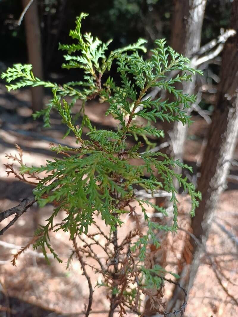 Chilean cedar 13