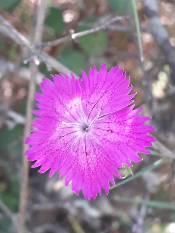 Carthusian pink 10