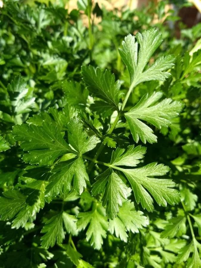 Garden parsley 20