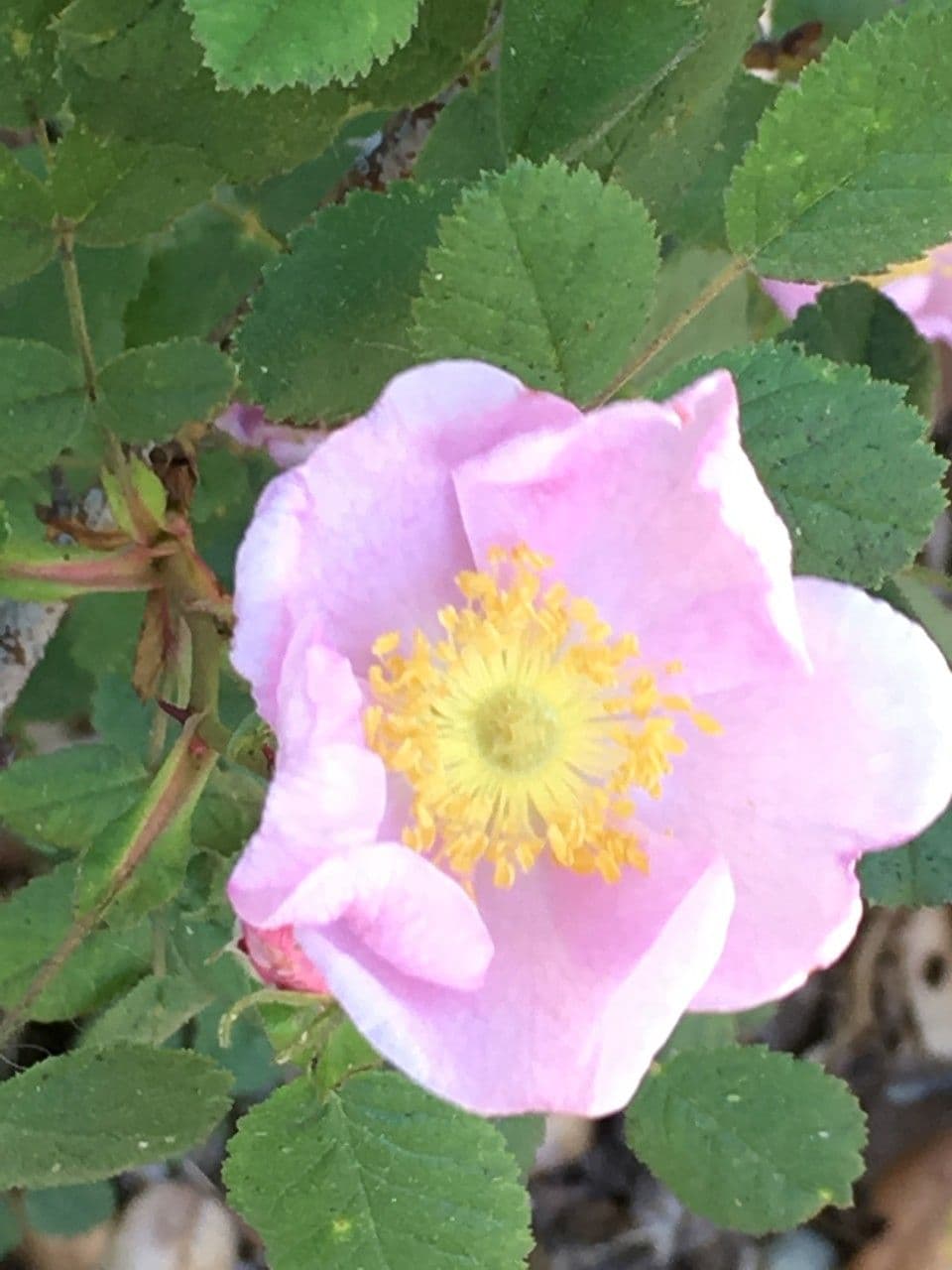 California rose 2