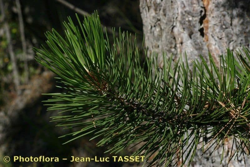 Australian pine 29