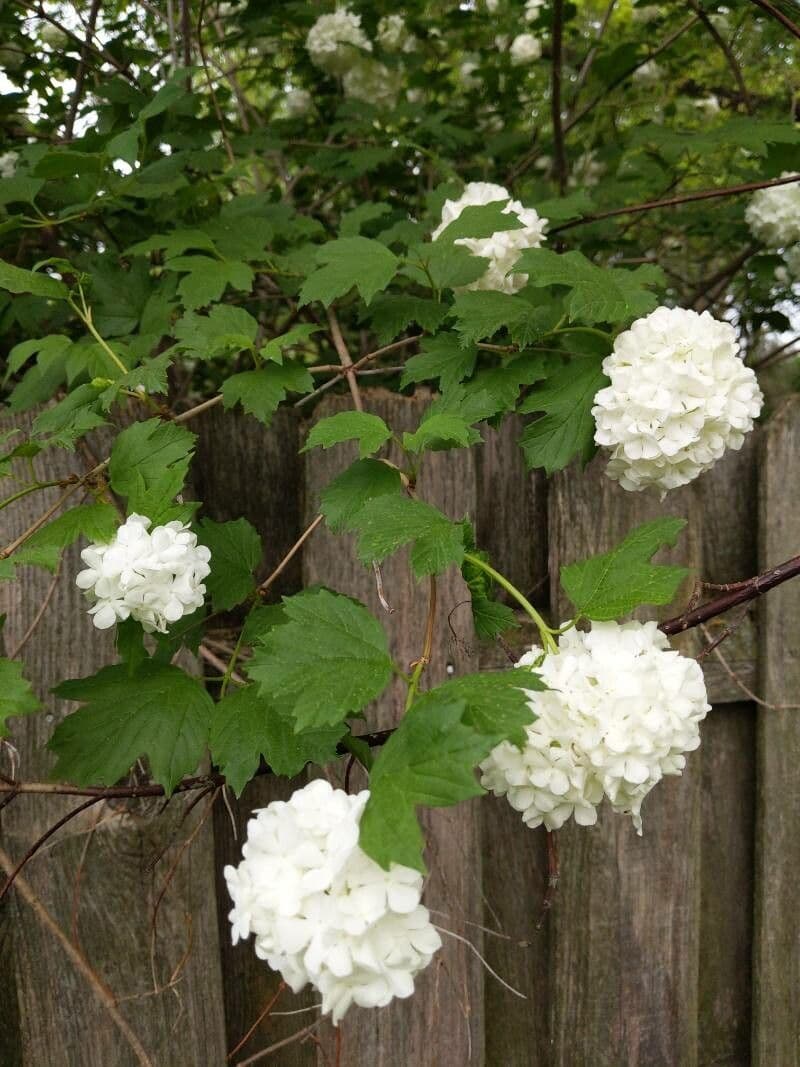 Chinese snowball 15