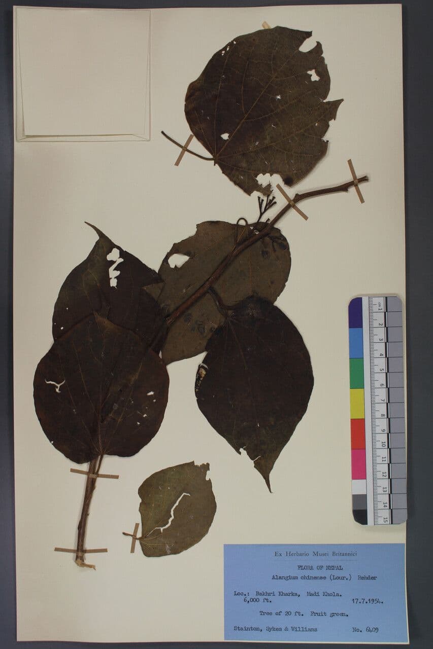 Alangium 22