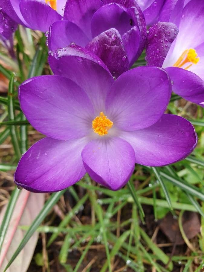 Spring crocus 2