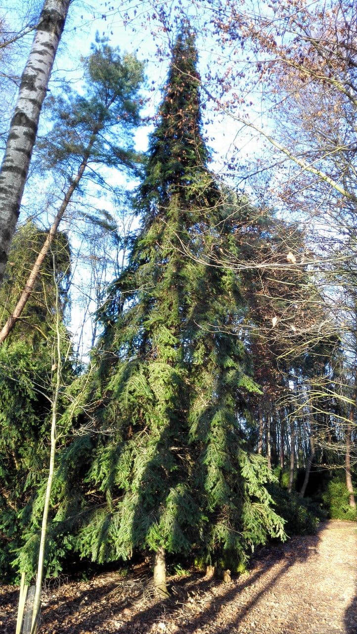 Christmastree 11