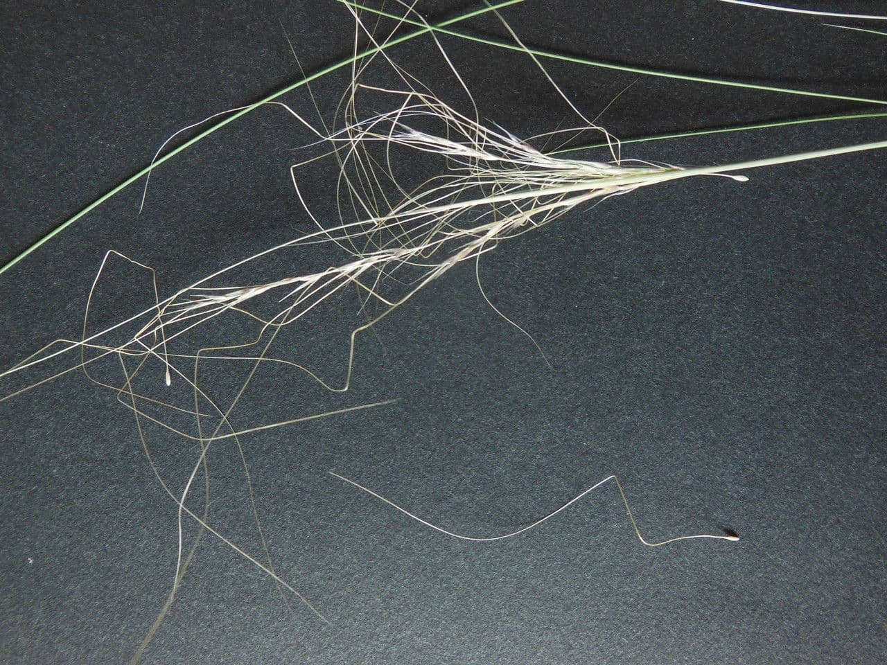 Dwarf feather grass 13