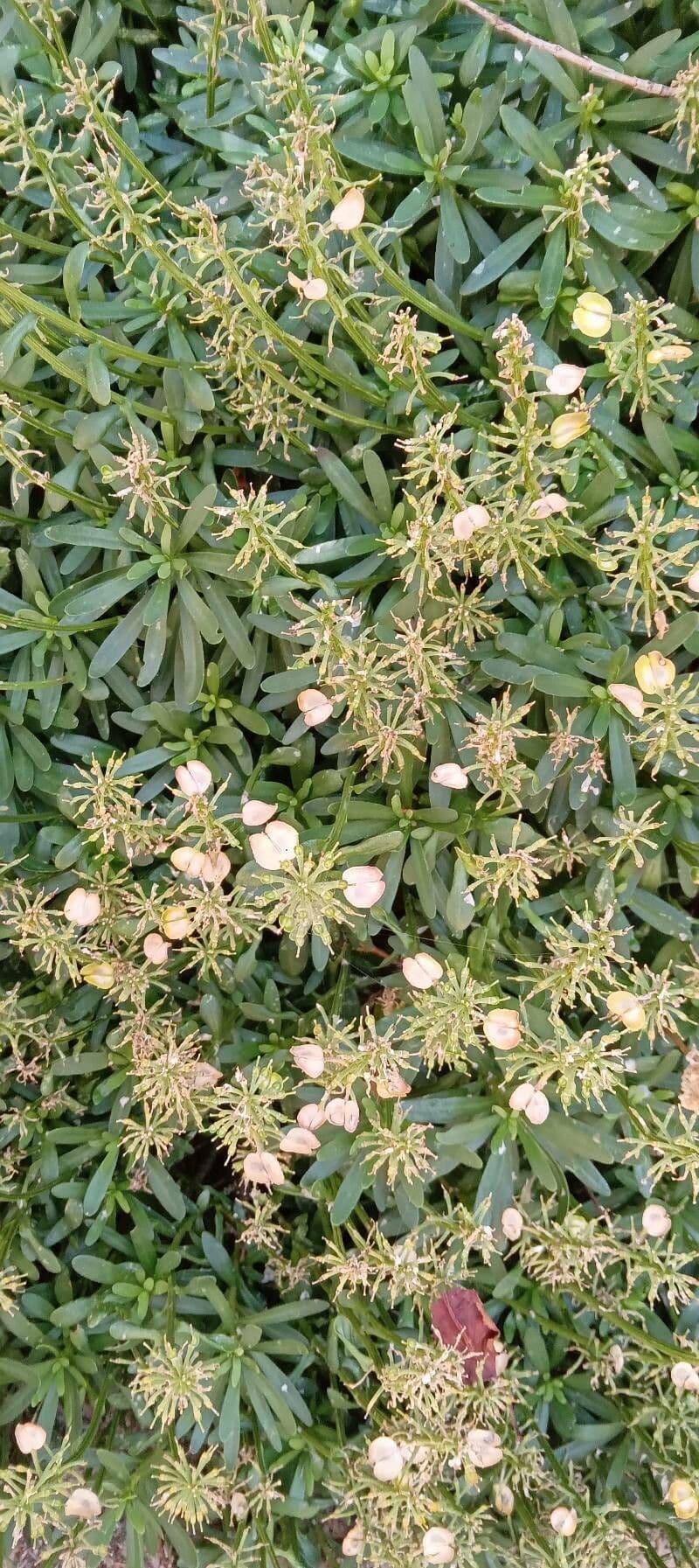 Evergreen candytuft 12