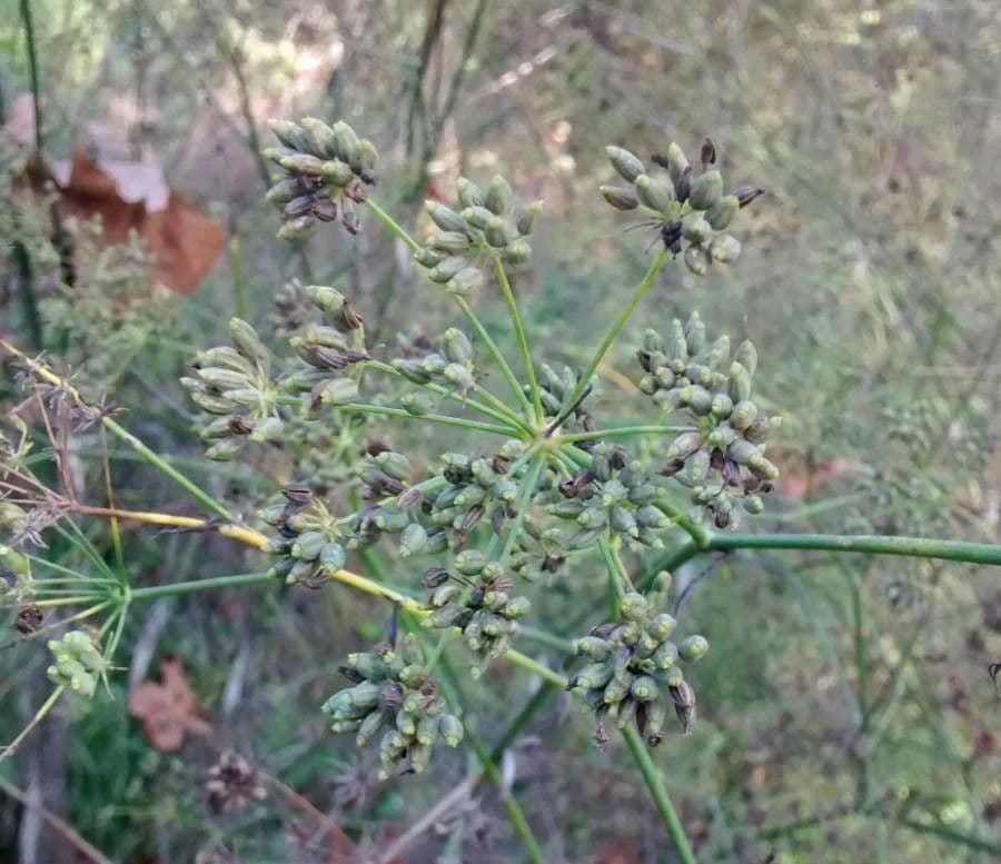 Fennel 2