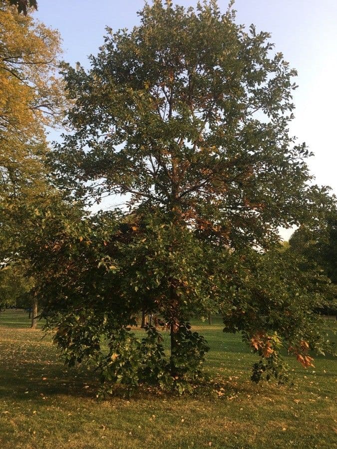 Swamp white oak 7