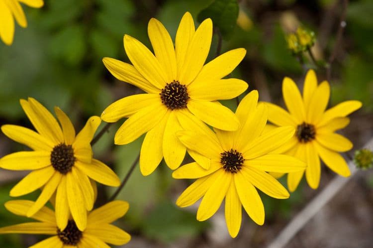 Dark-eyed sunflower 5