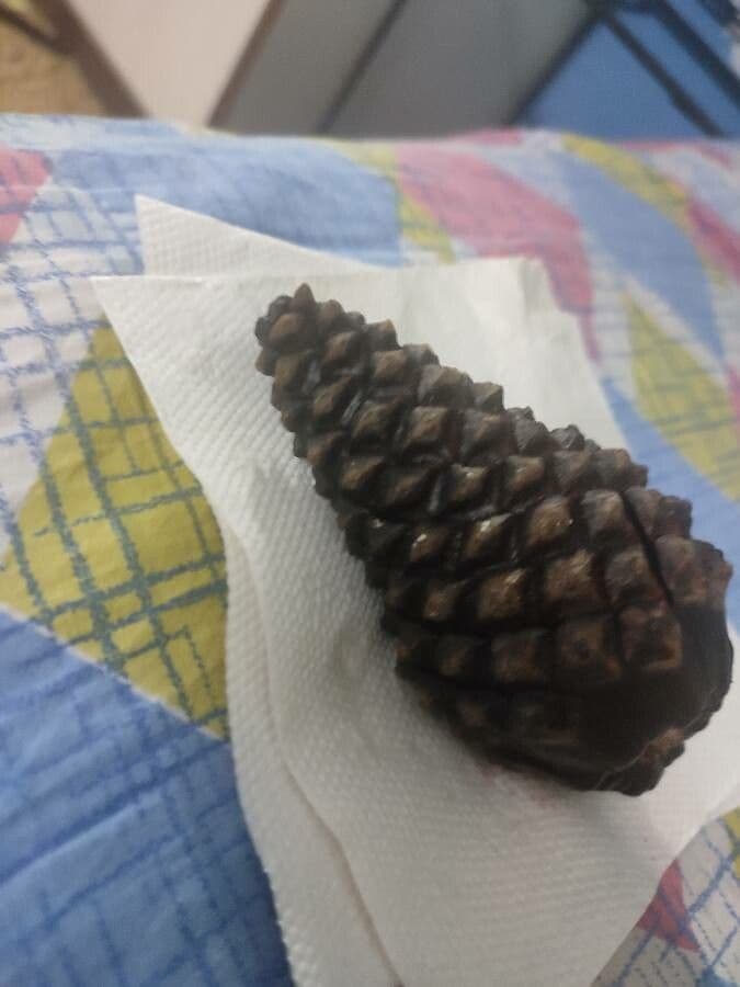 Australian pine 7
