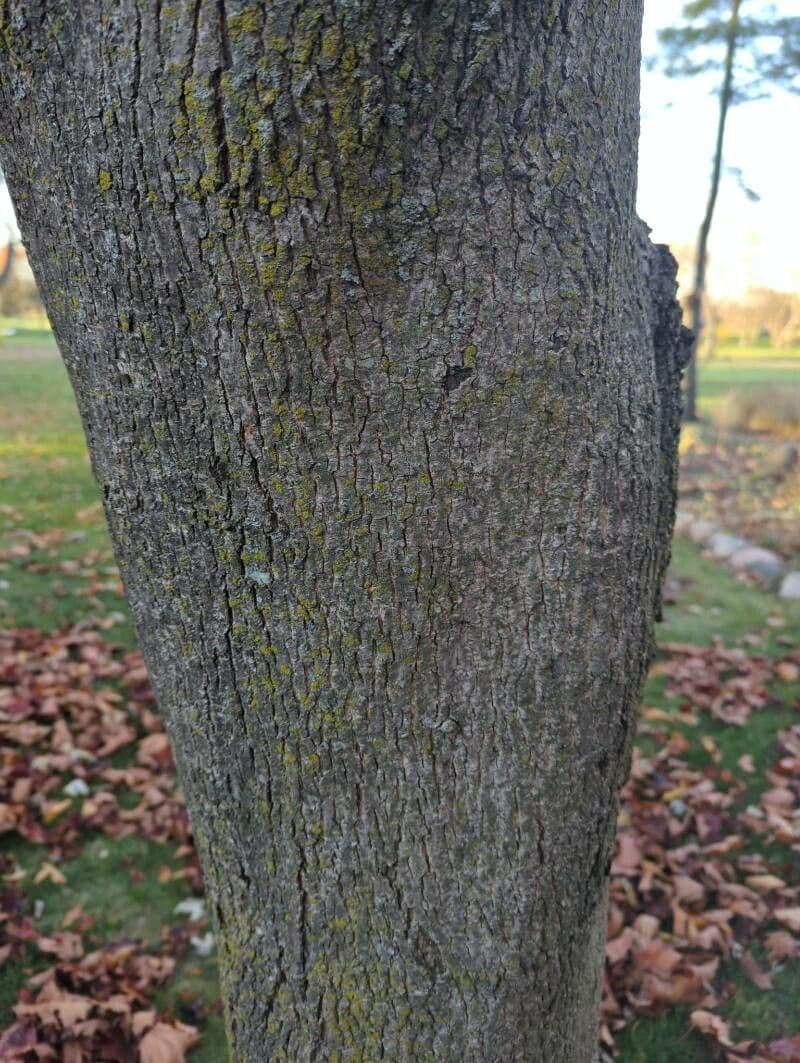 Red maple 23