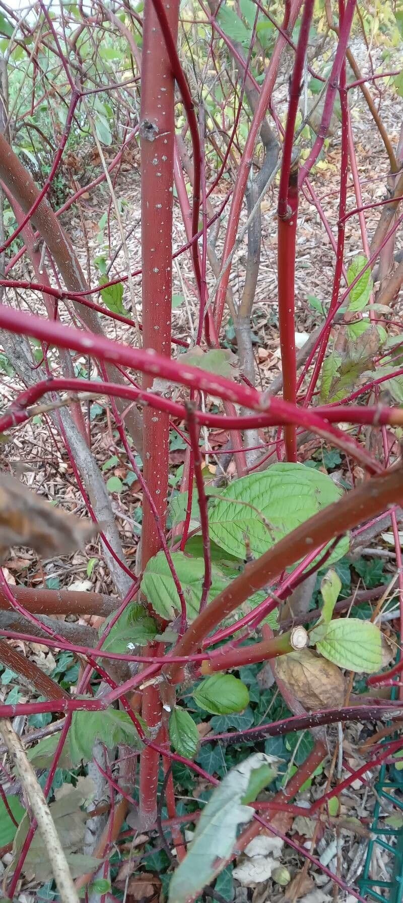 Red-osier dogwood 21