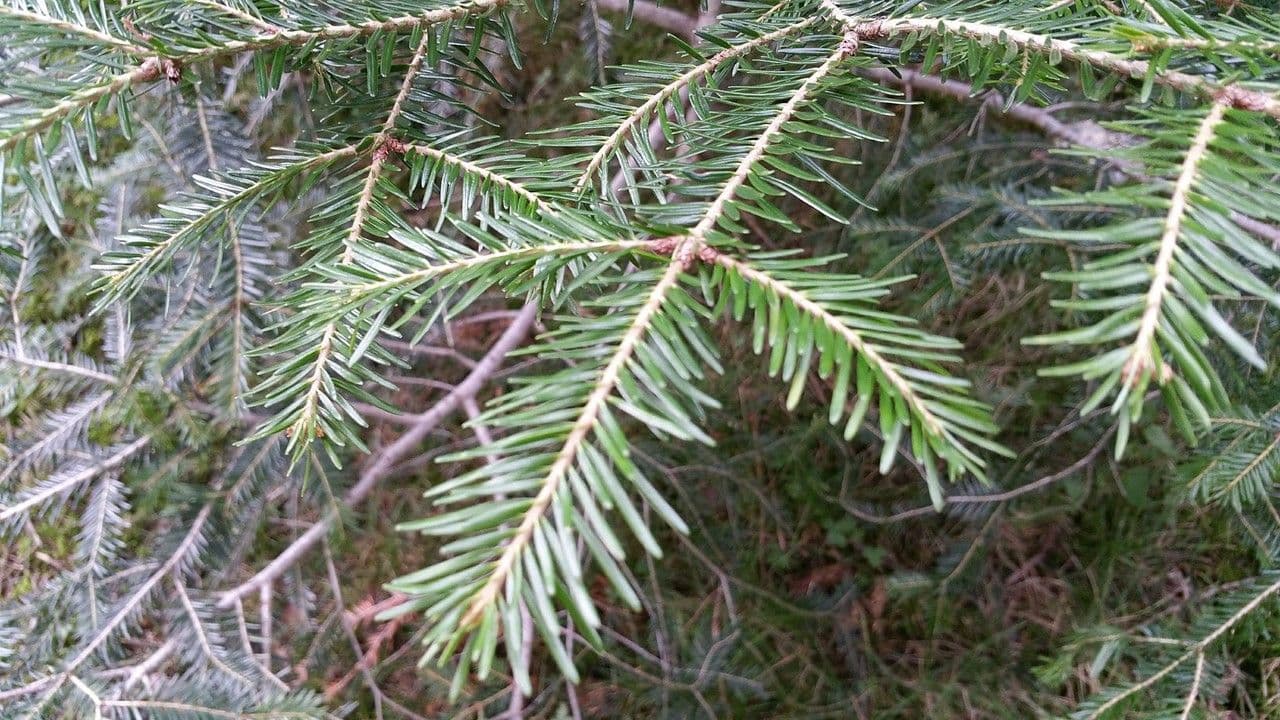 Christmastree 29