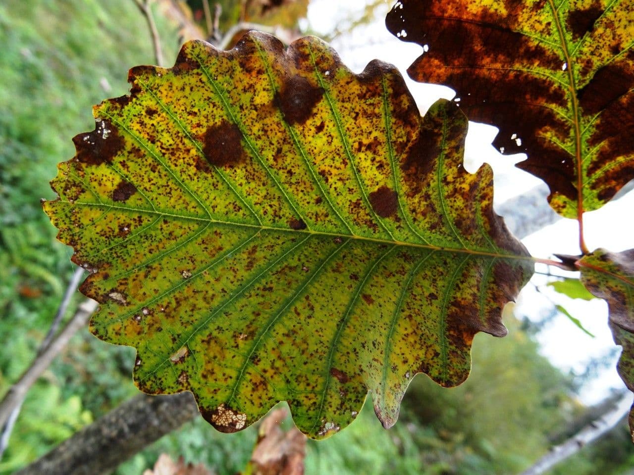 Swamp white oak 16