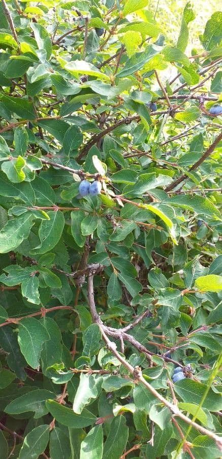 Blue honeysuckle 30