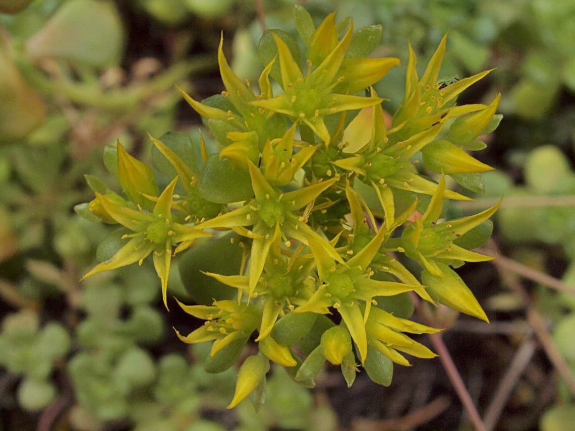 Pacific stonecrop