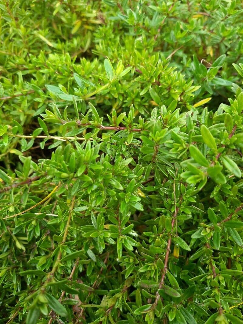 Long-stemmed thyme 13
