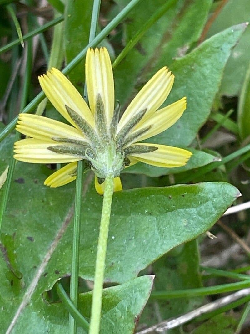 Hairy hawkbit 4