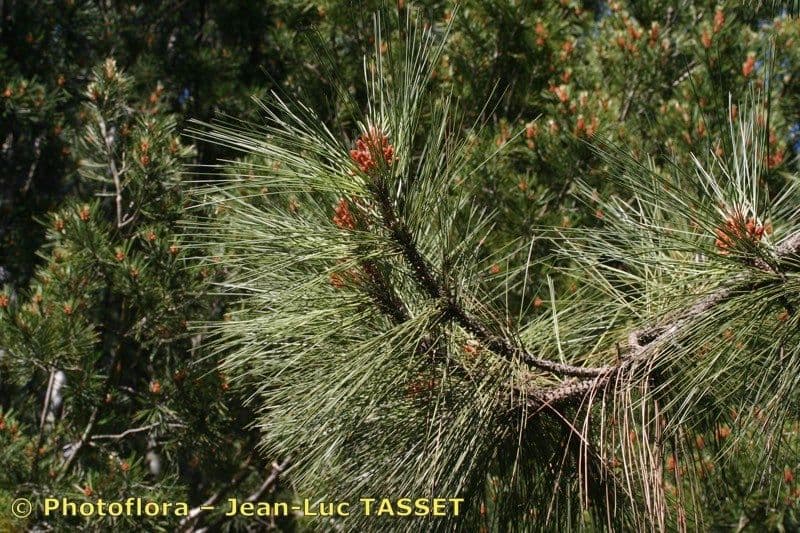 Bigcone pine 15