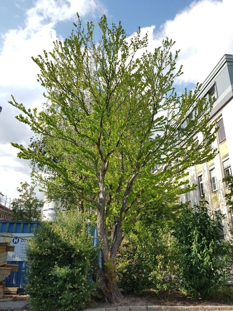 Katsura tree 13