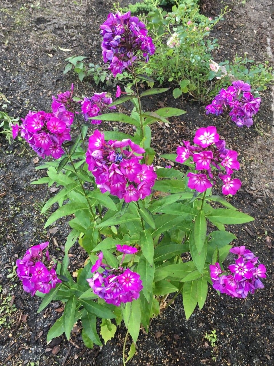 Garden phlox 12