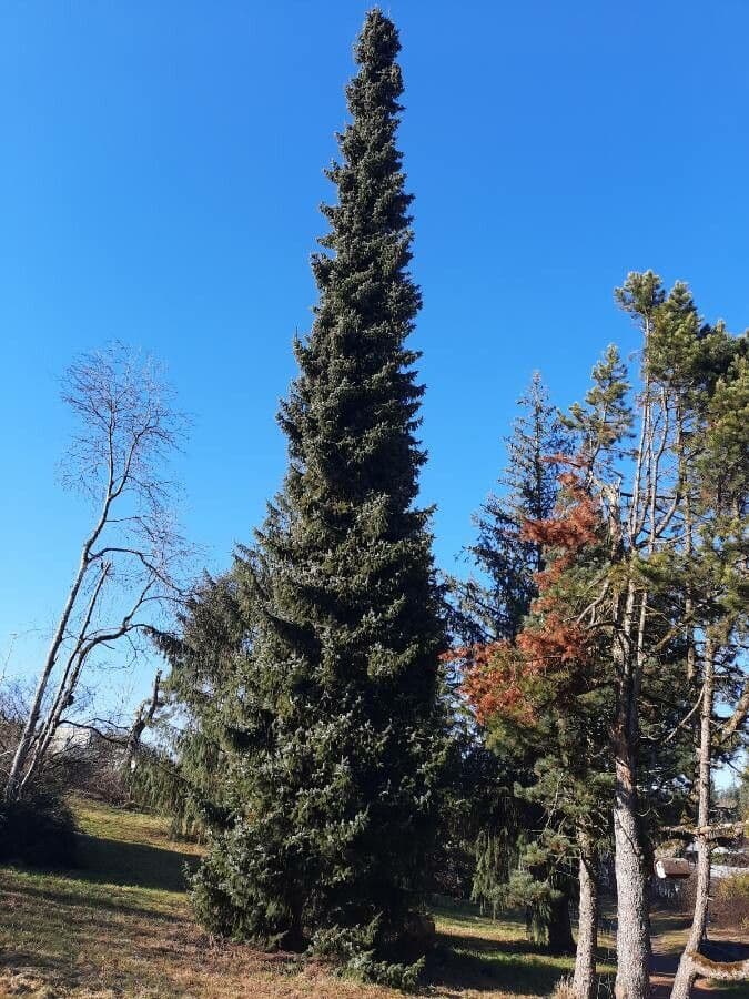 Serbian spruce 11