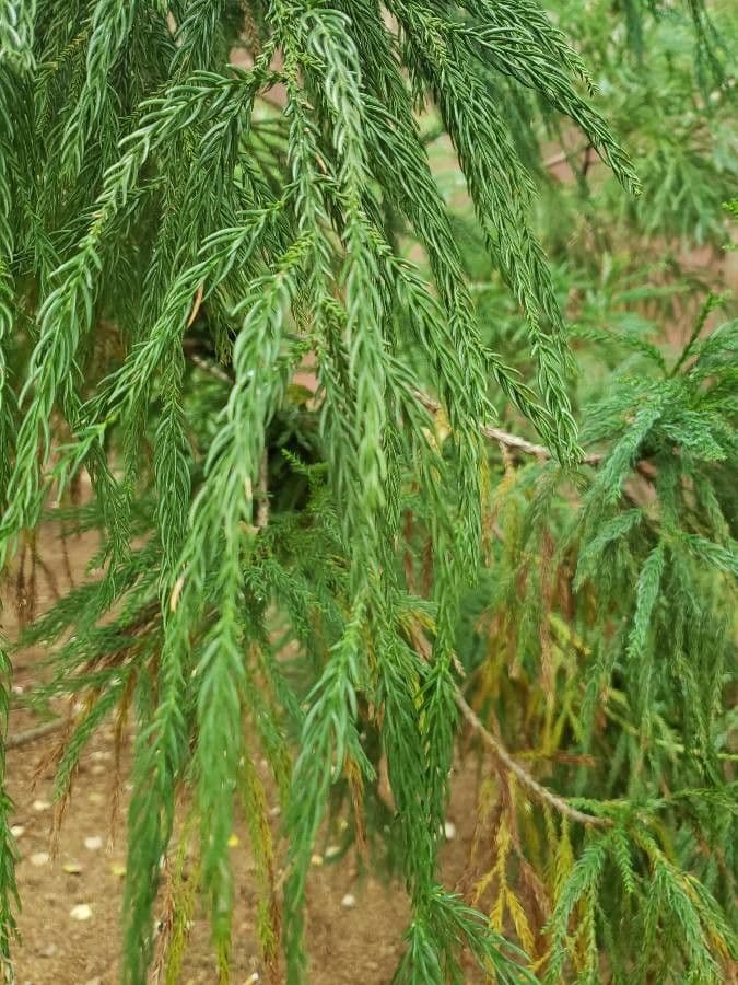 Japanese red-cedar 17