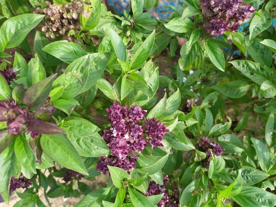 Basil 30