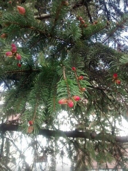 Christmastree 20