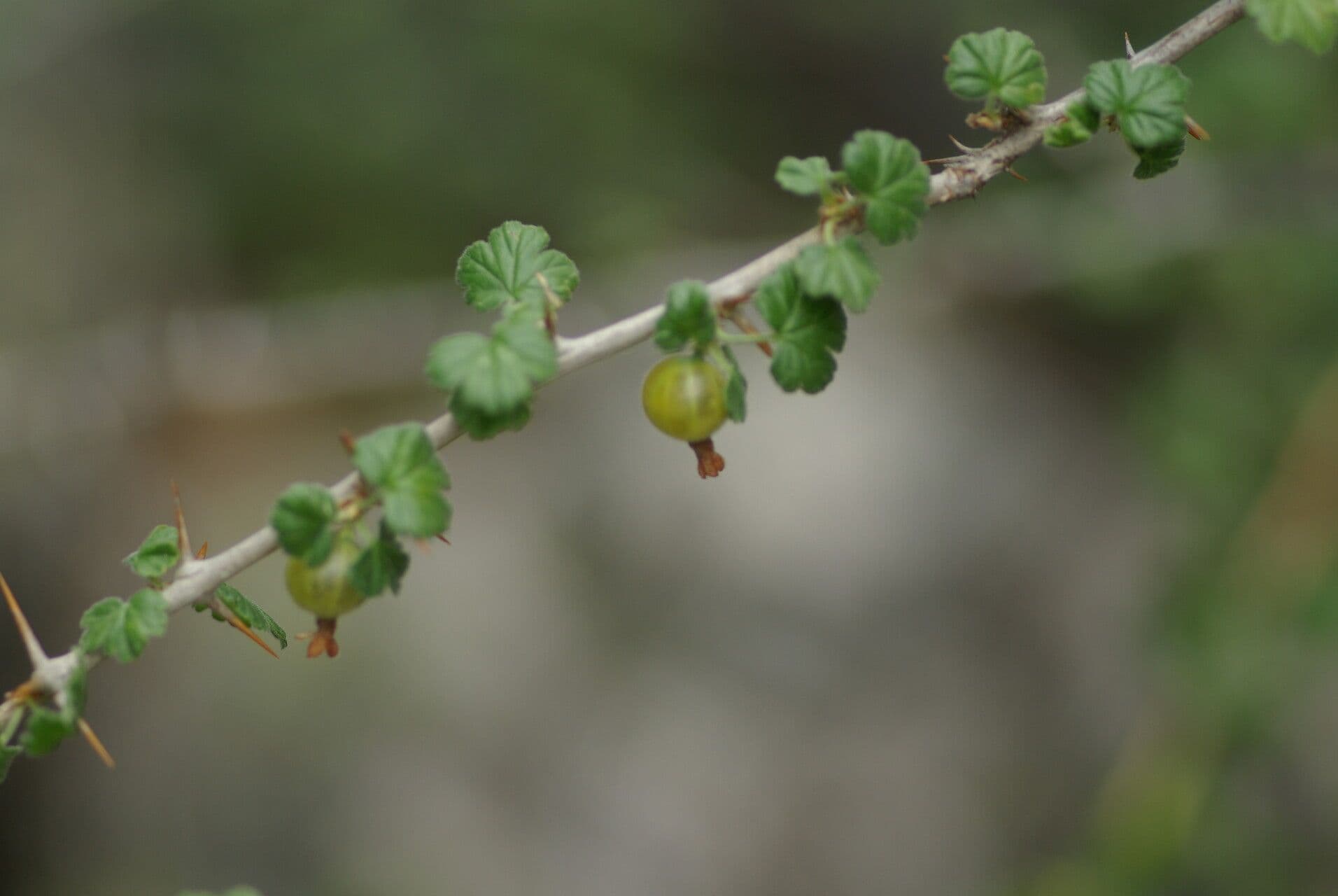 European Gooseberry 25