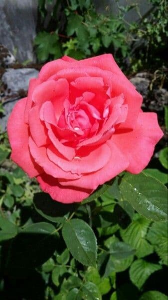 Bengal rose 7