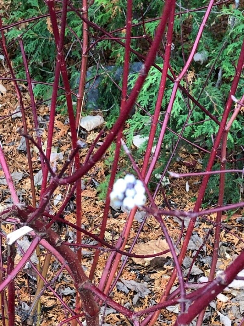 Red-osier dogwood 25
