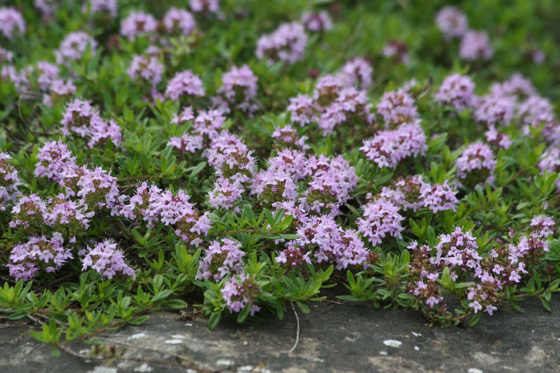 Long-stemmed thyme 3