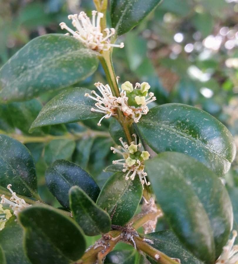 Caucasian boxwood 6