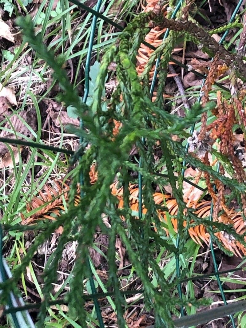 Loose-leaved tasmanian cedar 2