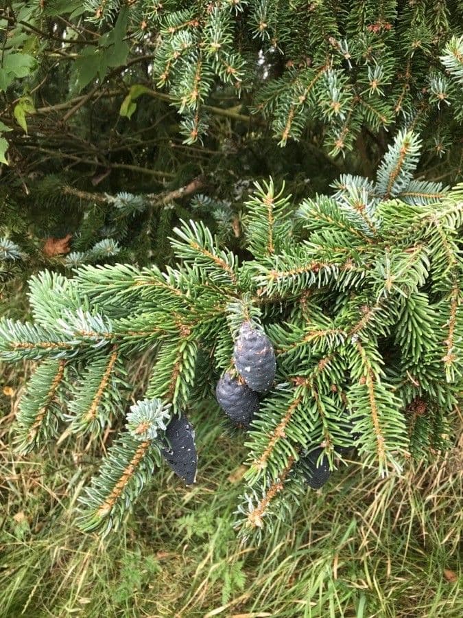 Serbian spruce 8