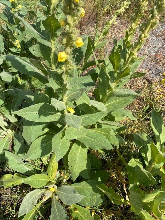 Dense-flower mullein 18