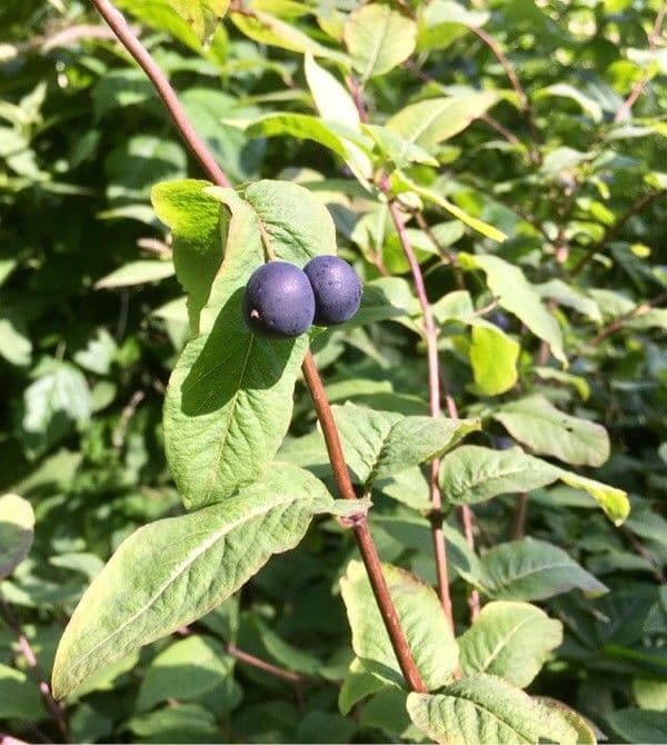 Blue honeysuckle 3