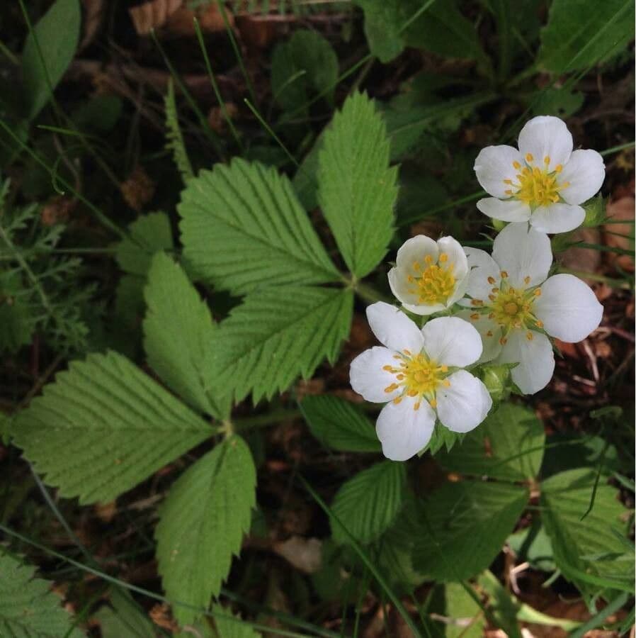 Alpine strawberry 10