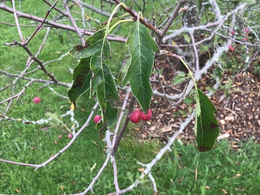 Cut-leaf crab apple 7