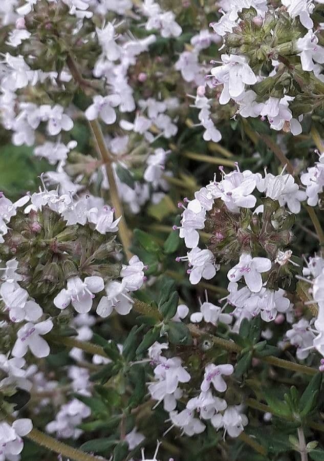 Garden thyme 8
