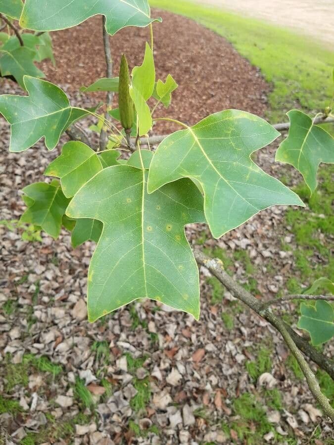 Chinese tuliptree 4