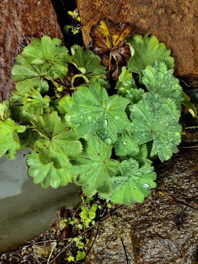 Garden lady's-mantle 14