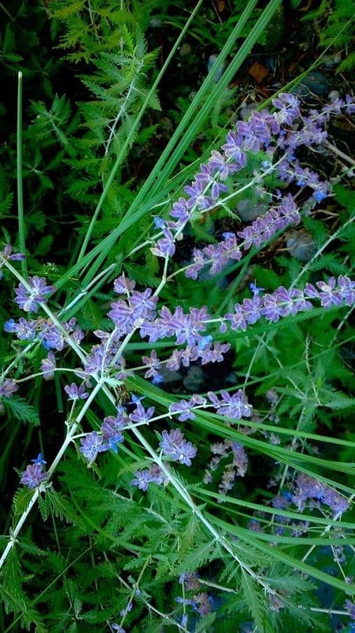 Russian-sage 9