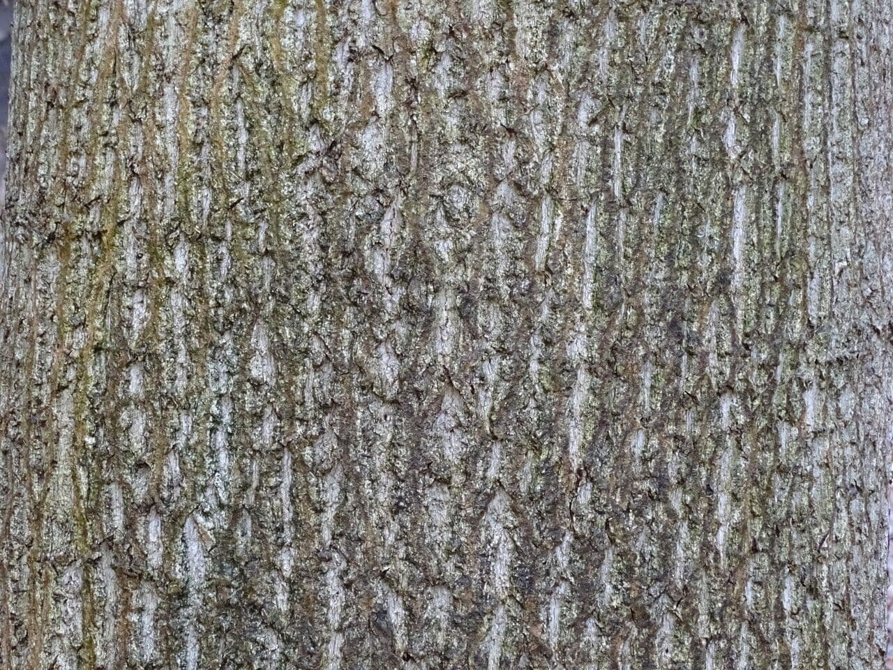 Chinese tuliptree 8