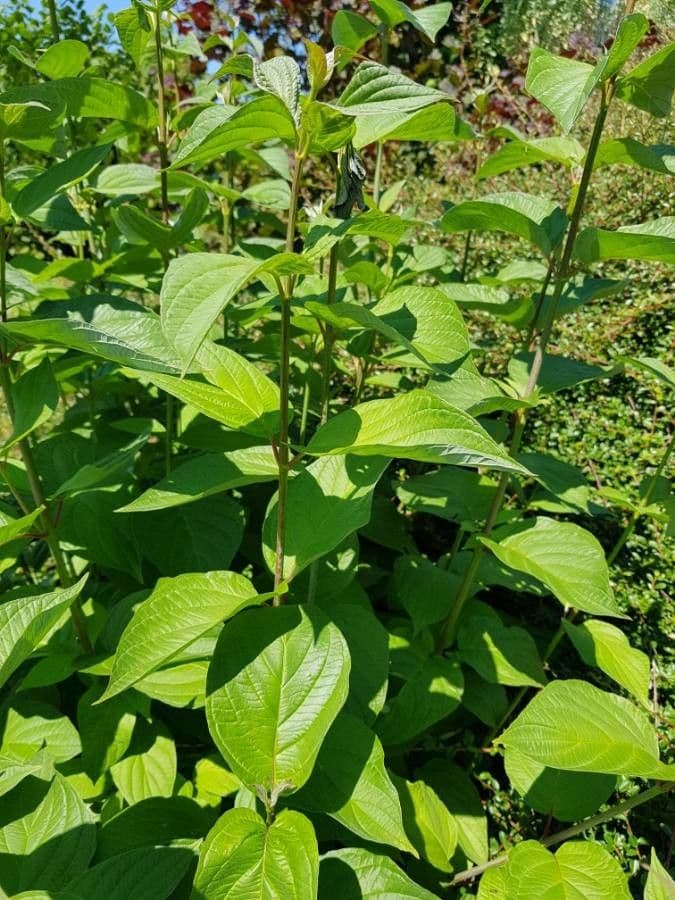 Red-osier dogwood 19