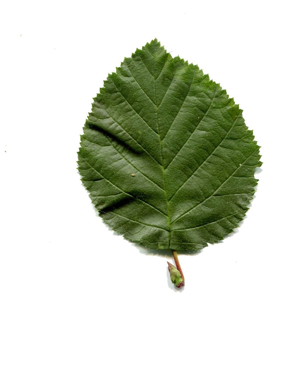 Green alder 27