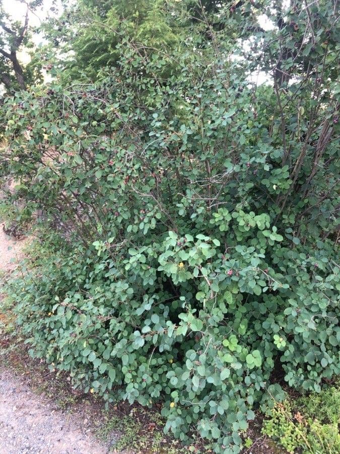 Pacific serviceberry 12