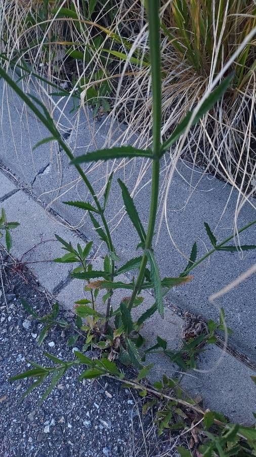 Argentine vervain 17